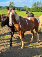 Vente de poney